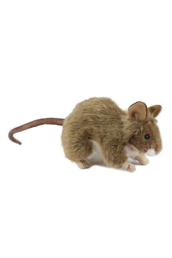 Muis