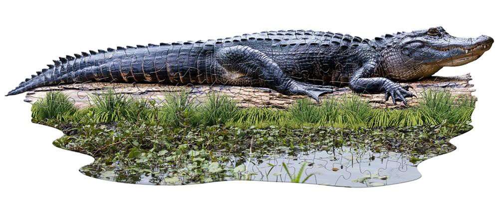 I Am Lil' Puzzle Jr.: Alligator - Image 2