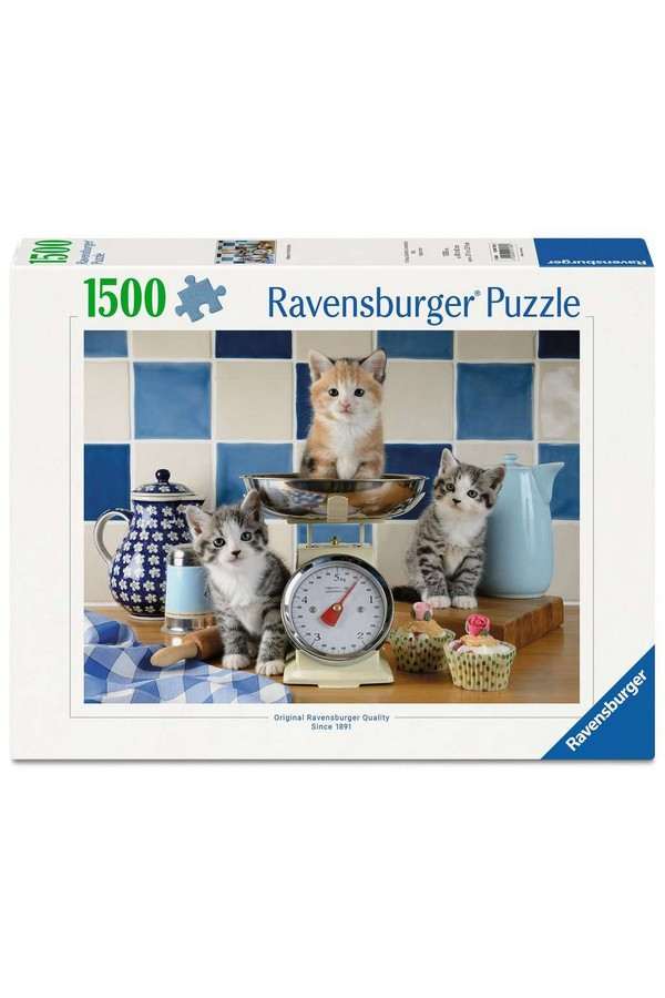 Kittens in the Kitchen