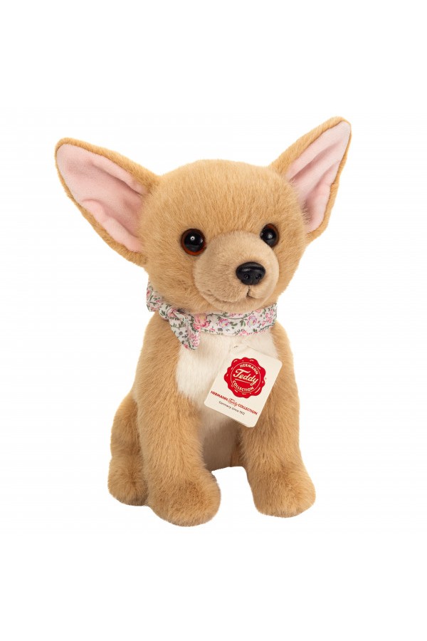 Chihuahua zittend