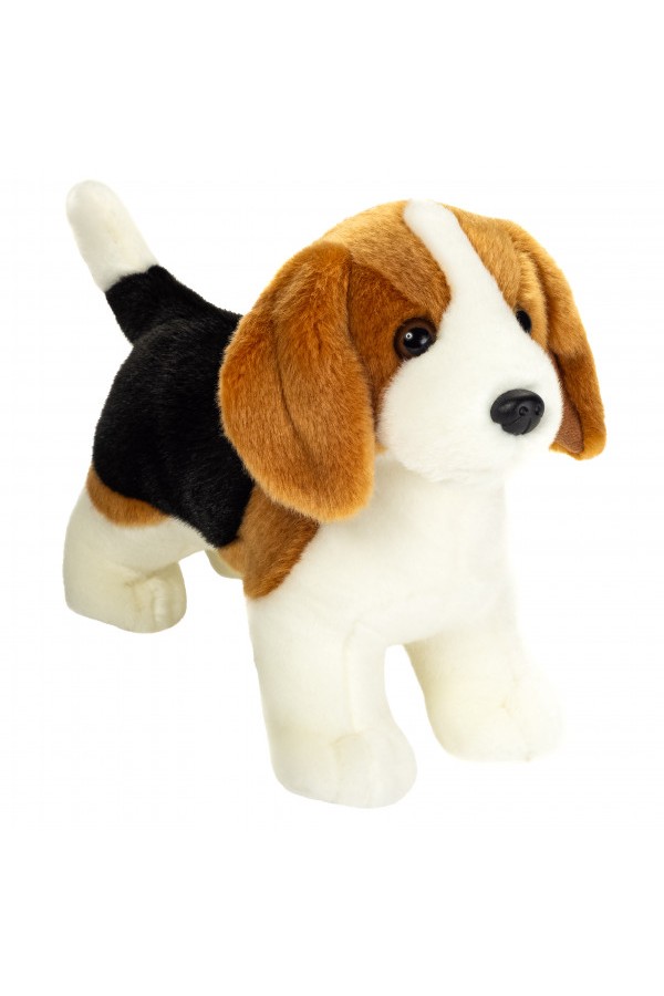 Beagle staand