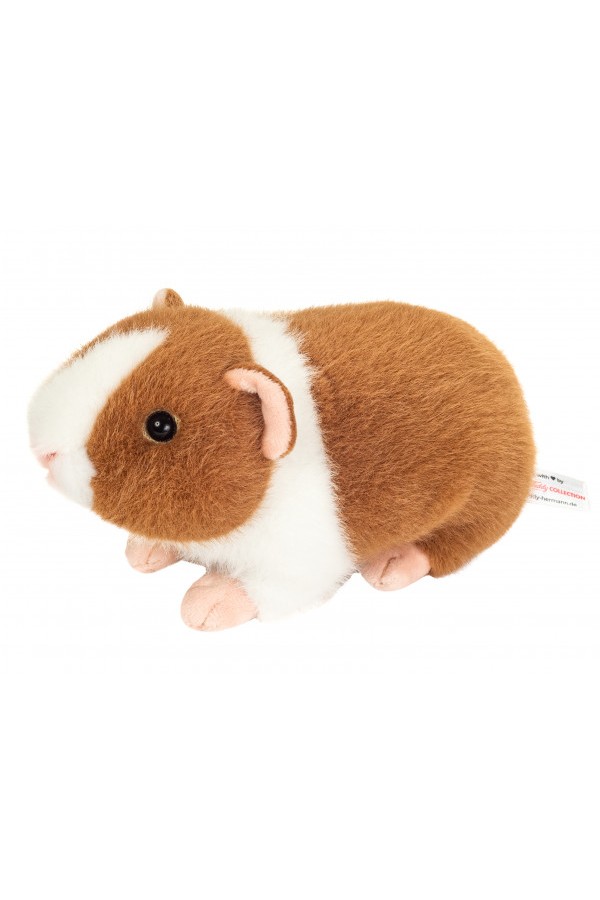 Cavia